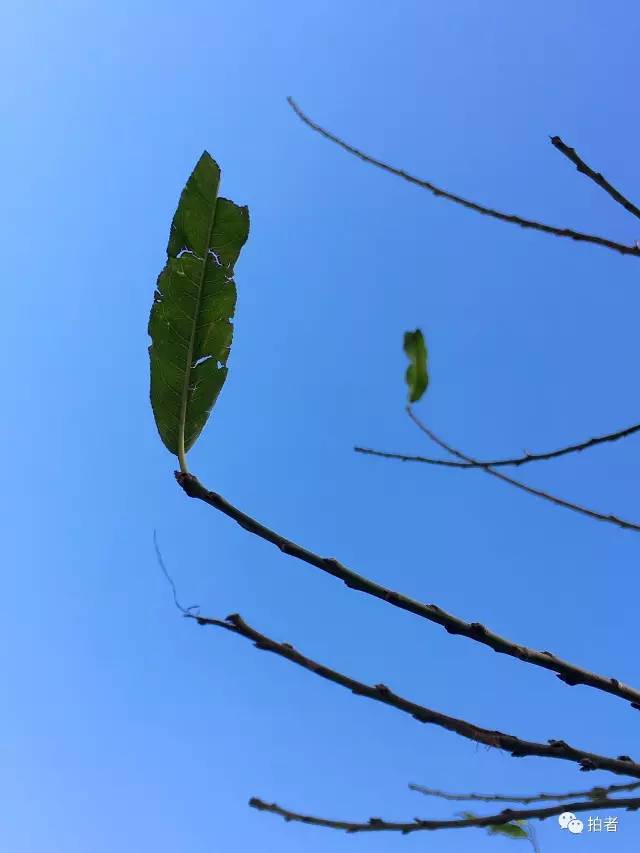 孤独叶子视频最新动态，探索孤独的艺术与力量之旅