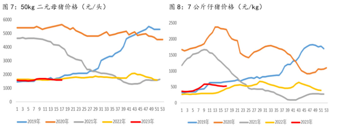 母猪最新价格动态与市场分析报告