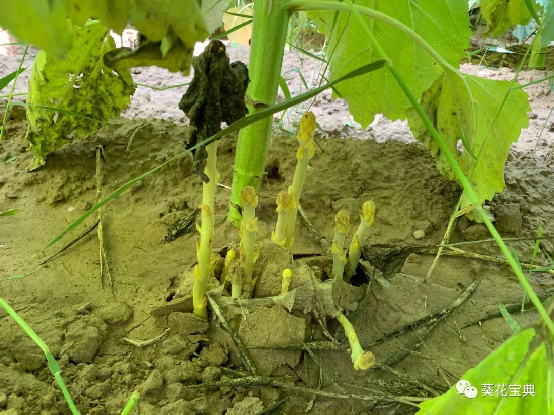 最新治葵花列当农药及其应用研究