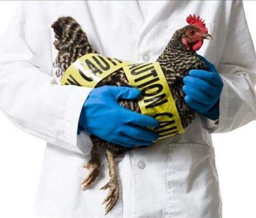 陕西H7N9疫情最新动态，全面应对，守护人民健康