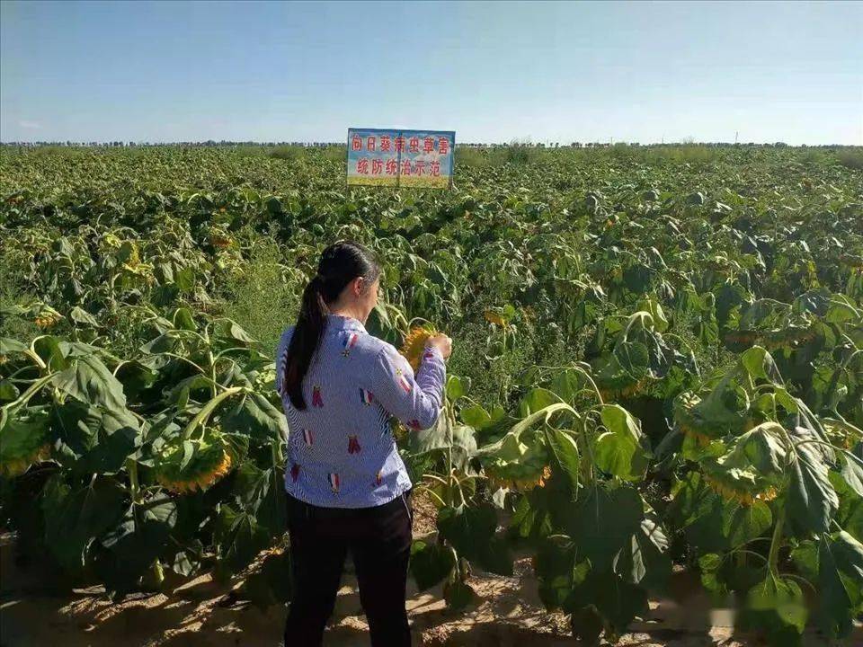 乌拉特中旗农业农村局新项目推动农业现代化，乡村振兴再添新动力