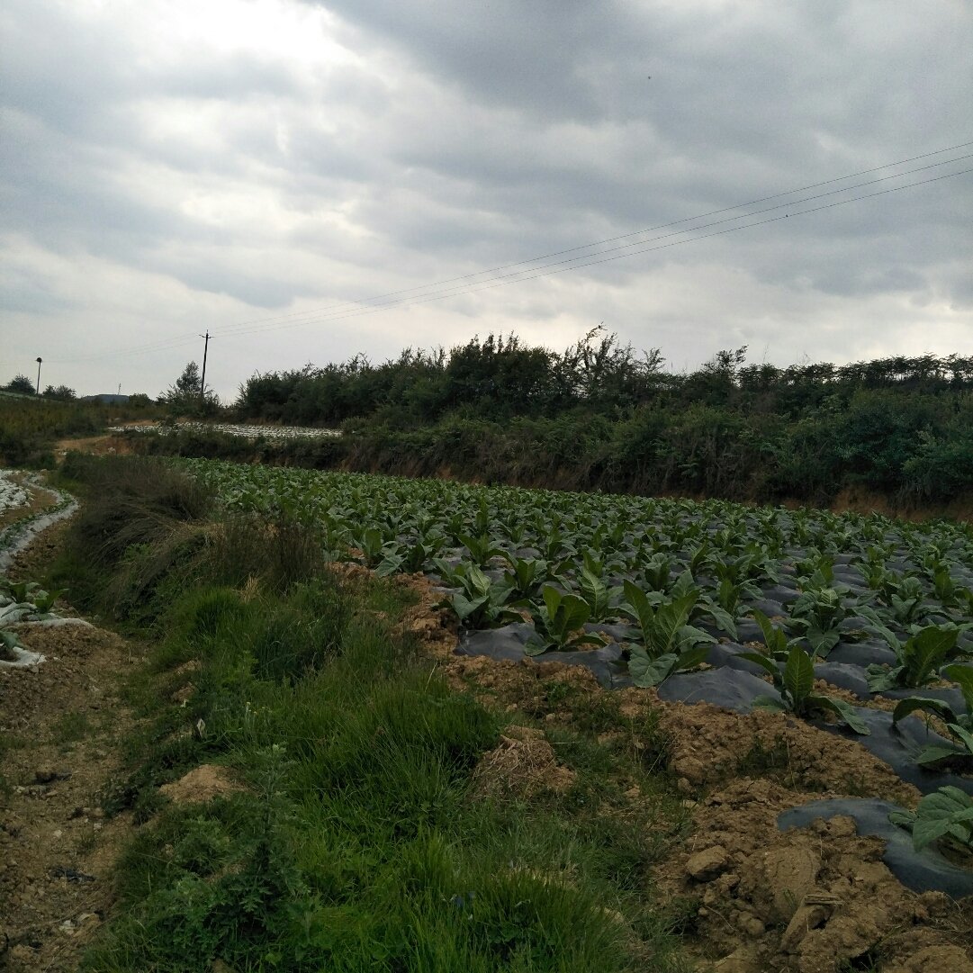 龙合乡最新天气预报信息通知